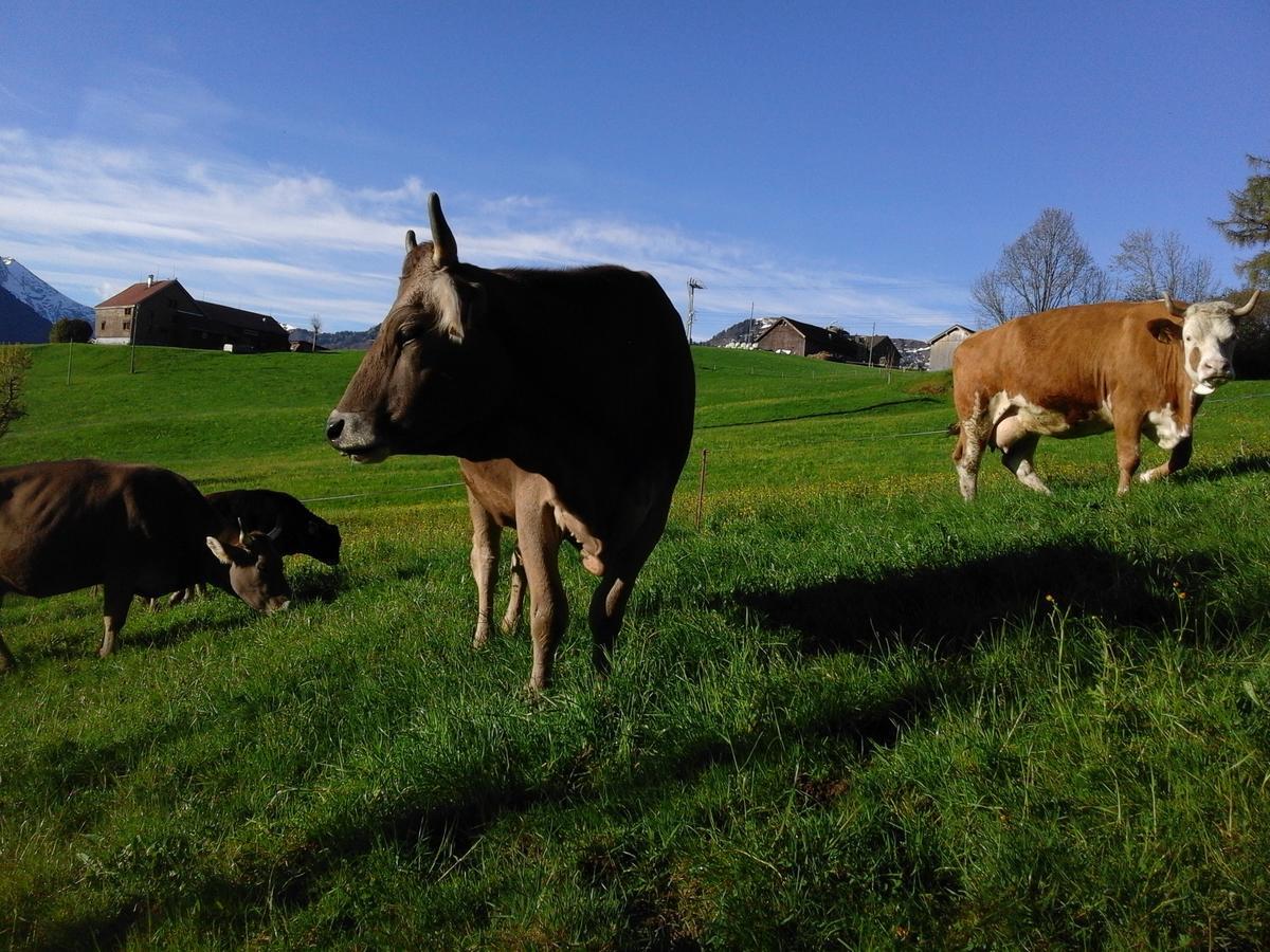 Klein Aber Fein Apartamento Urnäsch Exterior foto